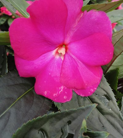 New Guinea Impatiens Super Sonic® Hot Pink